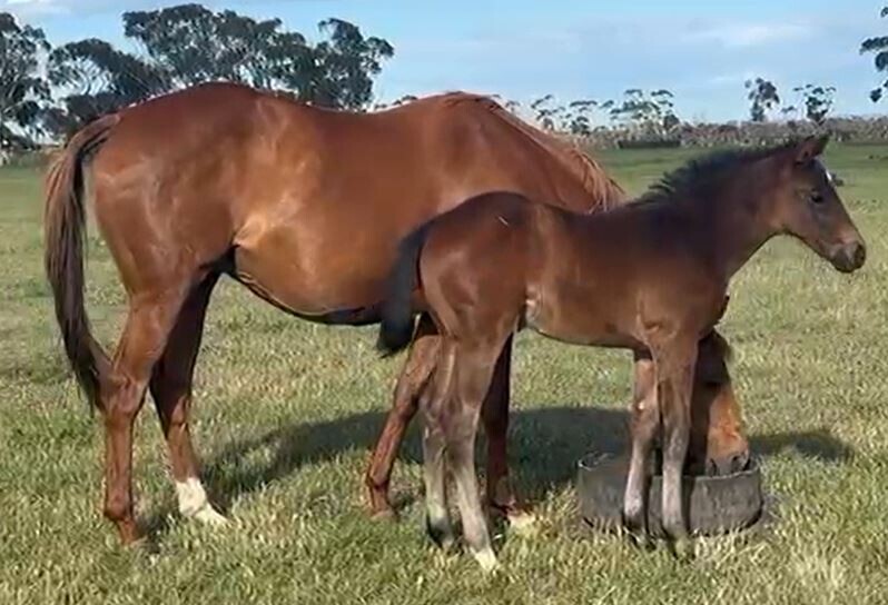 Un-named (Foxwedge – Red Jewel Girl) 2025