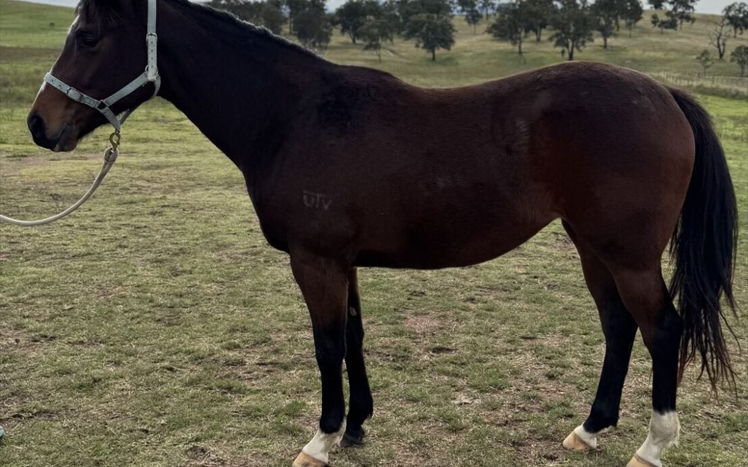 Un-named (Supido – Mishani La Scala) 2022