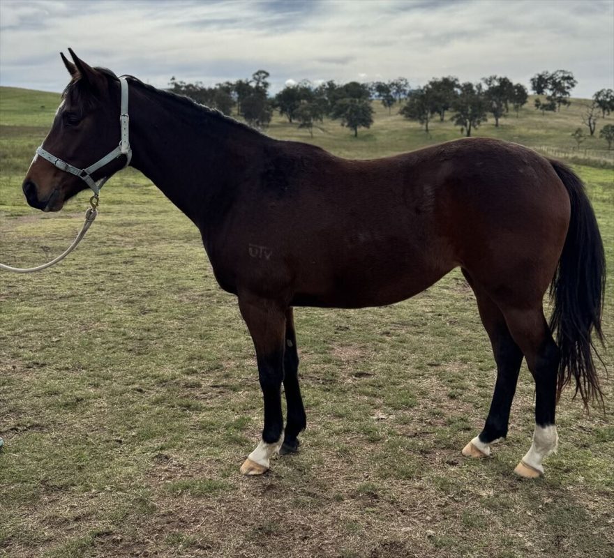 Un-named (Supido – Mishani La Scala) 2022